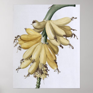 Póster Banana, 1816