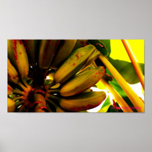 Póster Banana Bunch