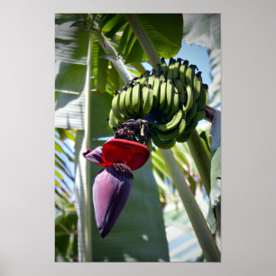 Póster Banana Bunch y Flower Stalk