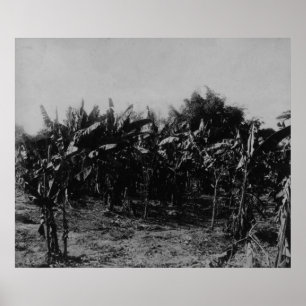 Póster Banana Cultivation, Trinidad, c.1891