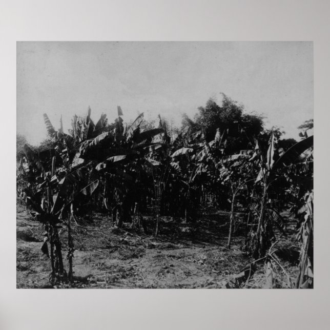 Póster Banana Cultivation, Trinidad, c.1891 (Frente)