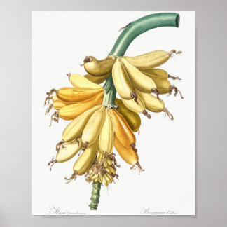 Póster Banana de Les liliacees (1805) por Pierre-Joseph