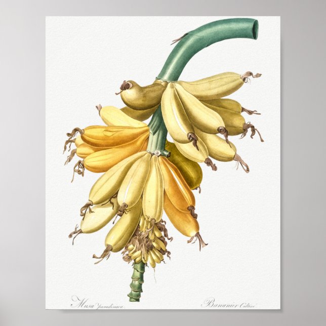 Póster Banana de Les liliacees (1805) por Pierre-Joseph (Frente)