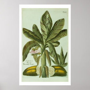 Póster Banana, de Phytanthoza Iconographi de J. Weinmann