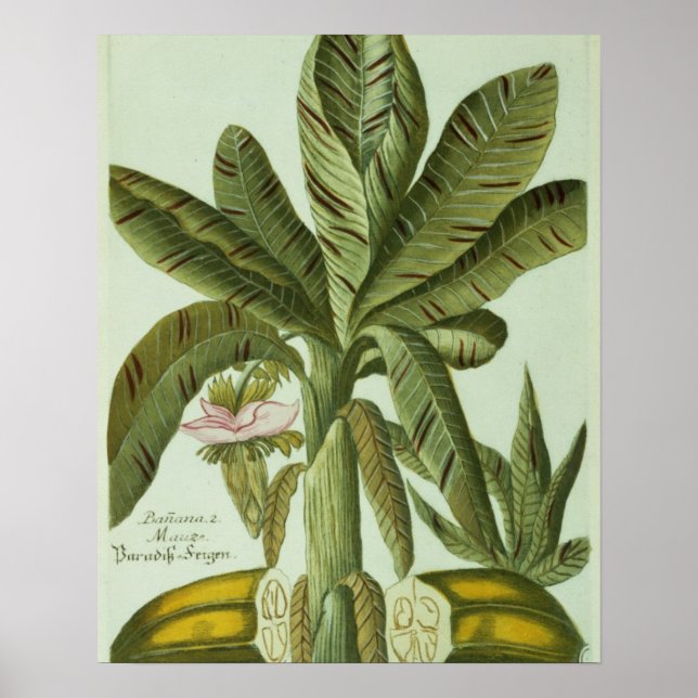 Póster Banana, de Phytanthoza Iconographi de J. Weinmann (Frente)