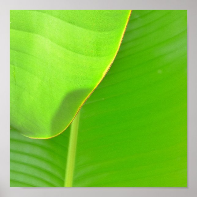 Póster Banana Folds (Frente)