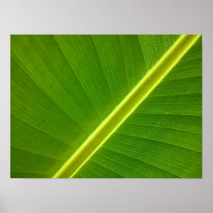 Póster Banana Leaf Macro