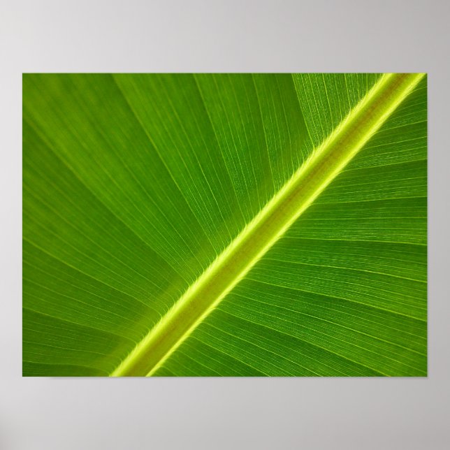 Póster Banana Leaf Macro (Frente)