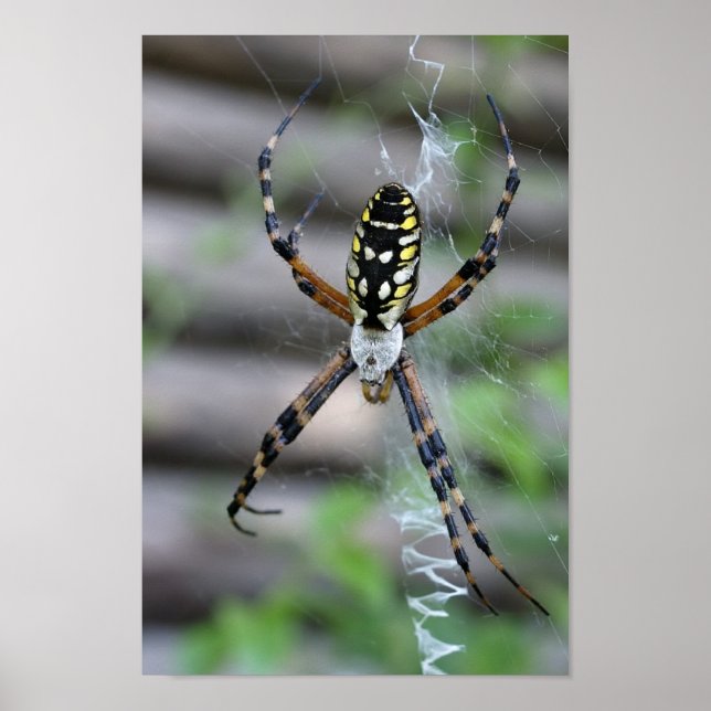 Póster Banana Spider (Frente)