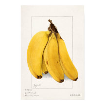 Bananas (Musa) (1904) de Ellen Isham Schutt