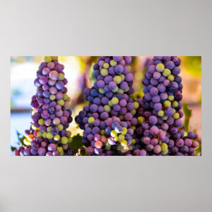 Póster Banches colgantes de uvas