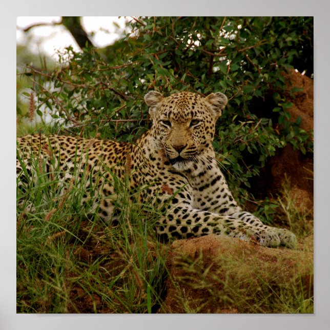 Póster Banco del Río Dudley -2 (Frente)