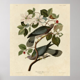 Póster Band-tailed Pigeon - Audubon's Birds of America