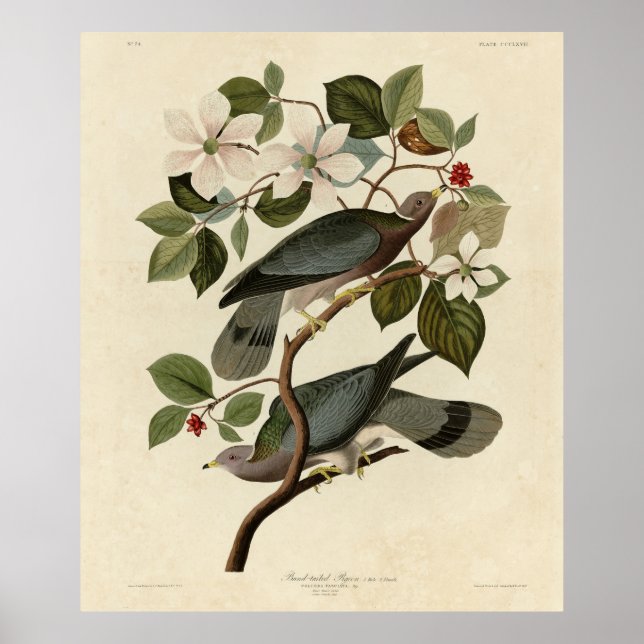 Póster Band-tailed Pigeon - Audubon's Birds of America  (Frente)