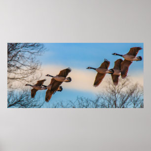 Póster Banda de Geese