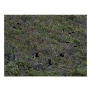 Póster Bandada de Cockatoos negros de cola amarilla