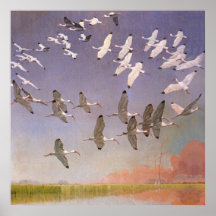Bandada de Ibis Volando Sobre Humedales, Aves Anti