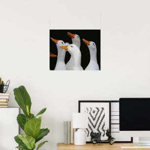 Póster Bandada de patos blancos fotográficos