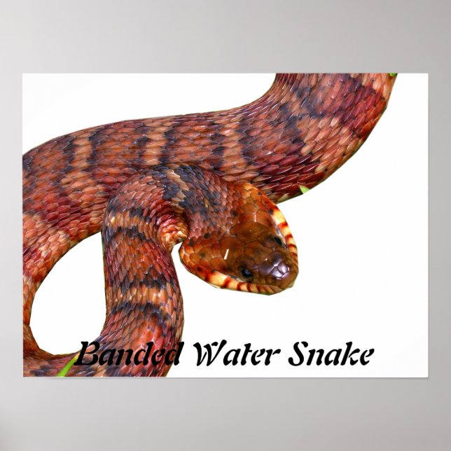 Póster Banded Water Snake (Frente)