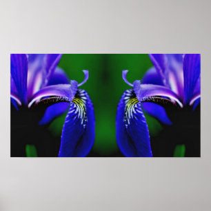 Póster Bandera azul Iris Flor Petal Mirror
