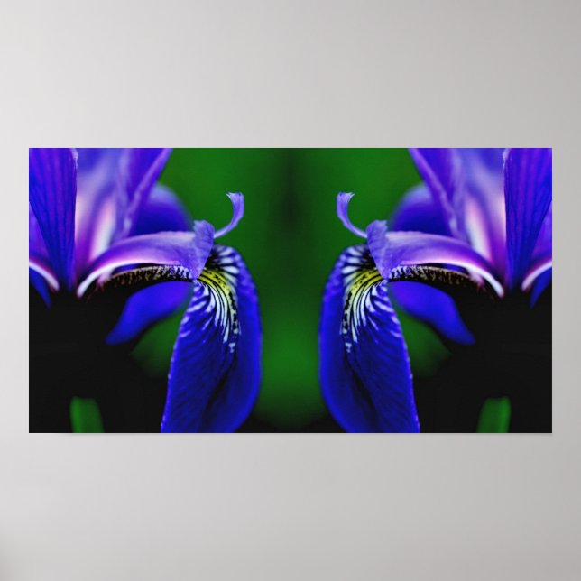 Póster Bandera azul Iris Flor Petal Mirror (Frente)