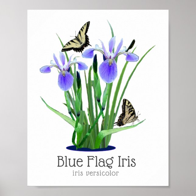 Póster Bandera azul Iris y mariposas Swallowtail (Frente)