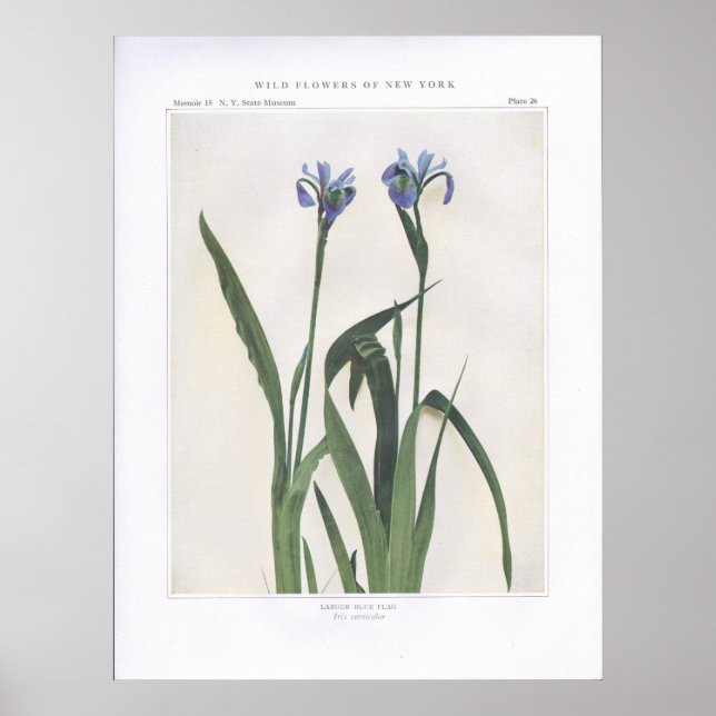 Póster Bandera azul más grande - Iris versicolor (Frente)