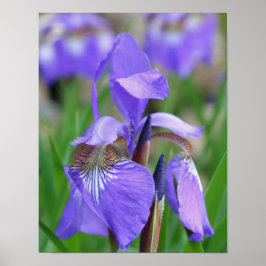 Póster Bandera azul púrpura pálida Iris Flor