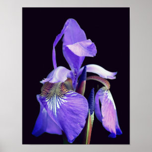 Póster Bandera azul púrpura pálida Iris Flor