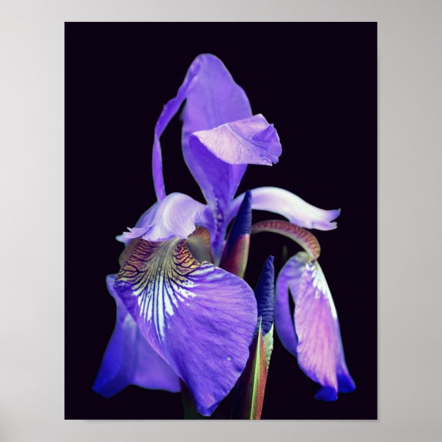 Póster Bandera azul púrpura pálida Iris Flor (Frente)