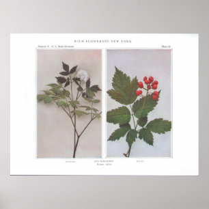 Póster Baneberry rojo (flores y fruta) - rubra del Actaea