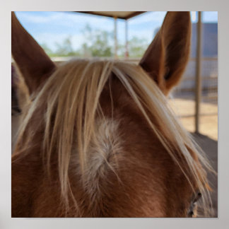 Póster Bangs de caballos