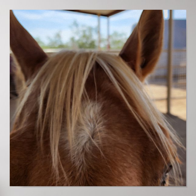 Póster Bangs de caballos (Frente)