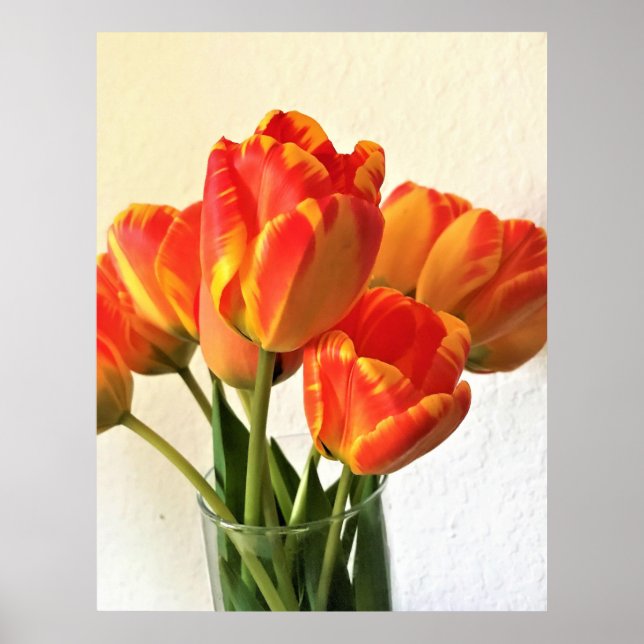 Póster Banja Luka Tulips (Frente)