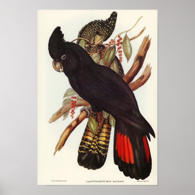 Póster Banksian Cockatoo by Elizabeth Gould (Frente)