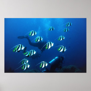 Póster Bannerfish and Divers