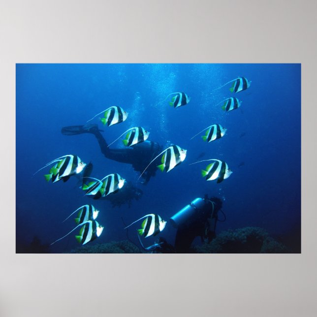 Póster Bannerfish and Divers (Frente)