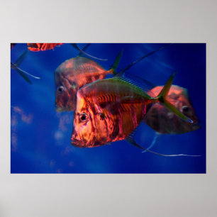 Póster Baño de peces en Neon