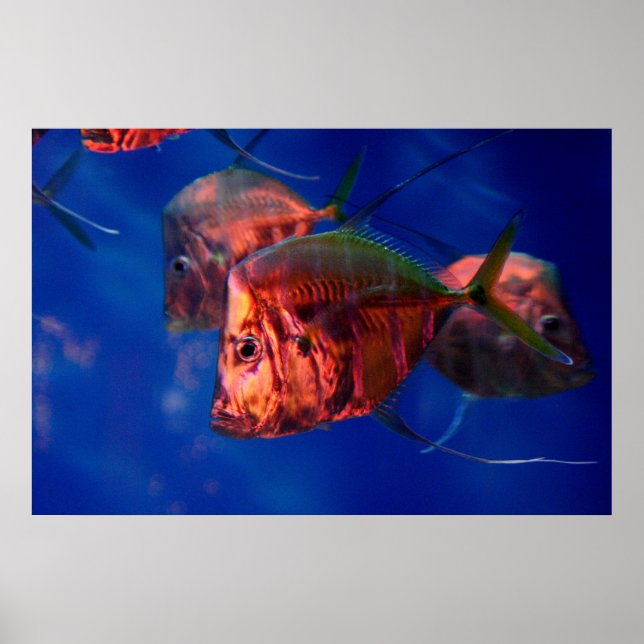 Póster Baño de peces en Neon (Frente)