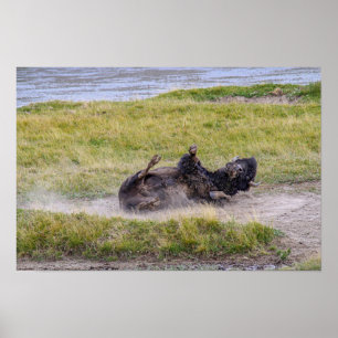 Póster Baño de polvo de bisonte, Parque Nacional Yellowst