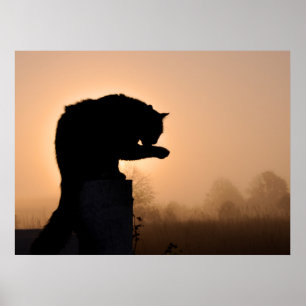 Póster Baño matutino del gato
