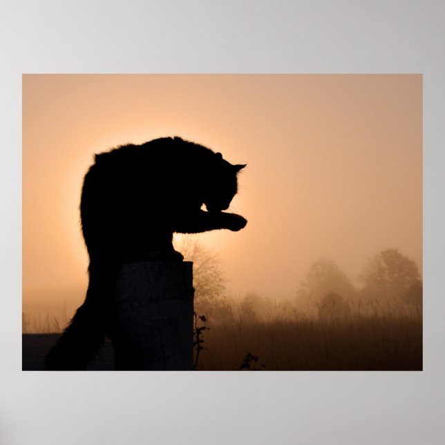 Póster Baño matutino del gato (Frente)