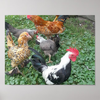 Póster Bantam Chicken Poster