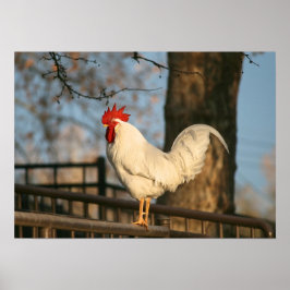 Póster "Bantam en la mañana"