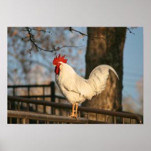 Póster "Bantam en la mañana"