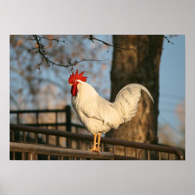 Póster "Bantam en la mañana" (Frente)