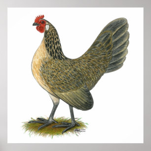 Póster Bantam holandés: Blue Quail Hen