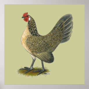 Póster Bantam holandés: Blue Quail Hen
