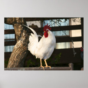 Póster Bantam Rooster