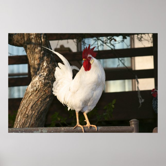Póster Bantam Rooster (Frente)
